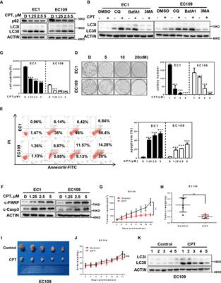 Camptothecin Inhibits Neddylation to Activate the Protective Autophagy Through NF-κB/AMPK/mTOR/ULK1 Axis in Human Esophageal Cancer Cells